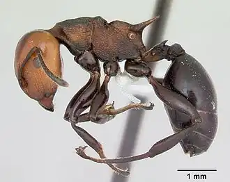 Atopomyrmex