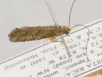 Atopsyche huainacapac