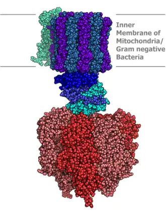 Structuur van ATP-synthase (röntgendiffractie). Het stationair domein is niet weergegeven.