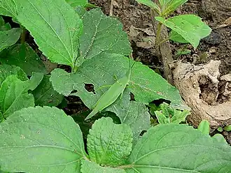 Atractomorpha acutipennis