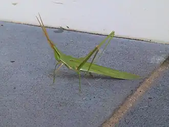 Atractomorpha australis