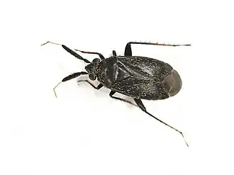 Atractotomus mali