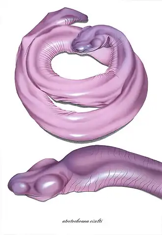 Atretochoana eiselti