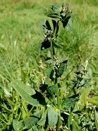 Gesteelde spiesmelde