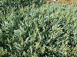 Close-up van de kruidlaag.