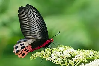 Atrophaneura horishanus