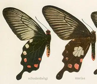 Pachliopta schadenbergi