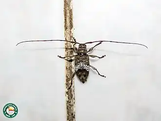 Atrypanius albocinctus