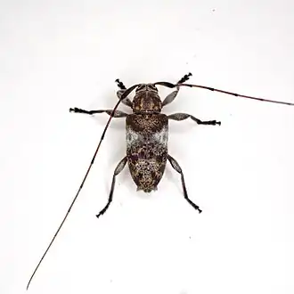 Atrypanius ambiguus