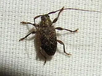 Atrypanius irrorellus