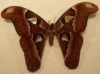 Attacus crameri