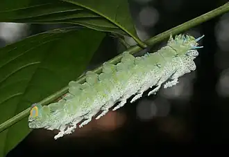 Attacus taprobanis