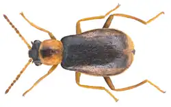 Attalus analis, onderfamilie Malachiinae