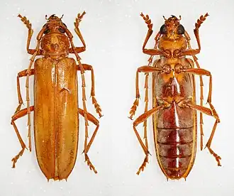 Atylostagma glabra