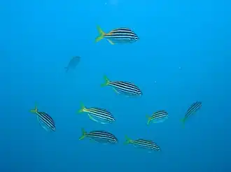 Atypichthys strigatus