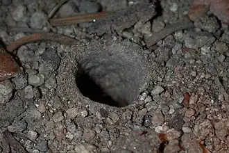 Antrodiaetus gertschi