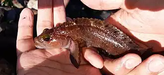 Auchenionchus crinitus