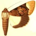 Audea bipunctata