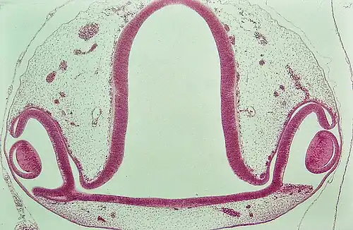 Oogbeker met lensaanleg. Kippenembryo (H&E-kleuring)