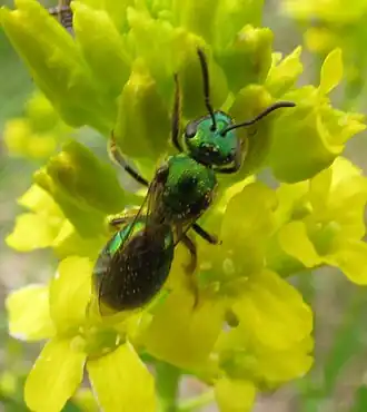 Augochlorella aurata