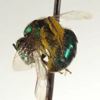Augochlorella neglectula
