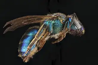 Augochloropsis anonyma