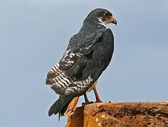 Augurbuizerd