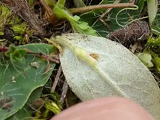 Muizenoortjesbladgalwesp