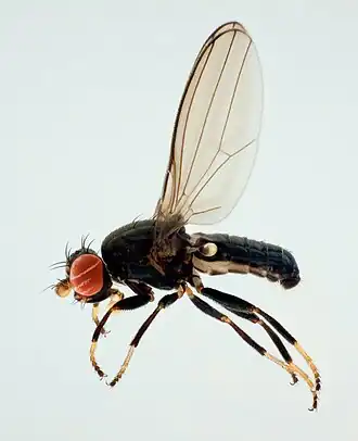 Aulacigaster leucopeza