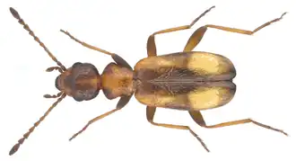 Aulacoderus cecileae