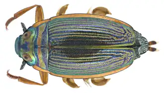 Geelgerande draaitor