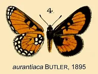 Alaena aurantiaca
