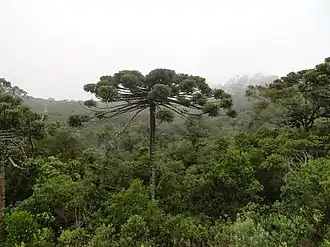Araucaria angustifolia