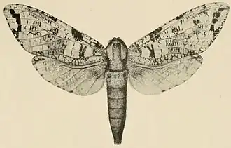 Strigocossus capensis