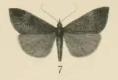 Hypena striolalis