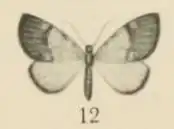 Chloroclystis ericinellae