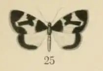 Hydrelia meruana
