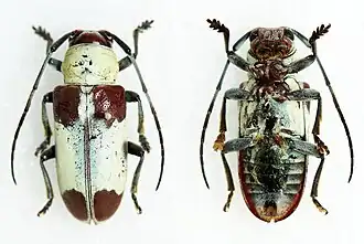 Auriolus presidentialis