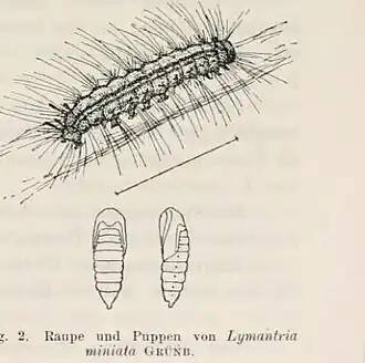 Lymantria miniata