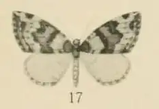 Xanthorhoe argenteolineata