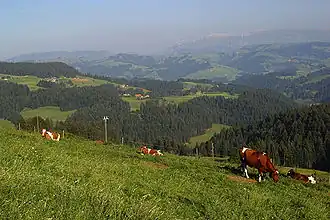 Emmental