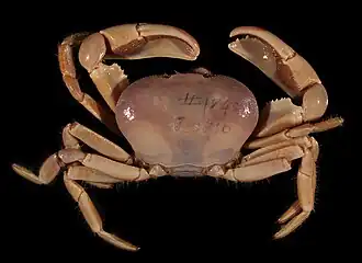 Austinograea williamsi