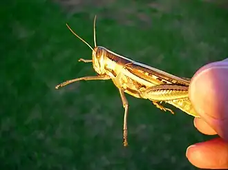 Austracris guttulosa