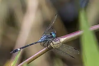 Micrathyria hypodidyma