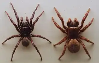 Hadronyche formidabilis