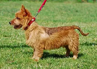 Australische terriër