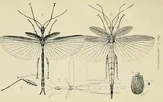Podacanthus wilkinsoni
