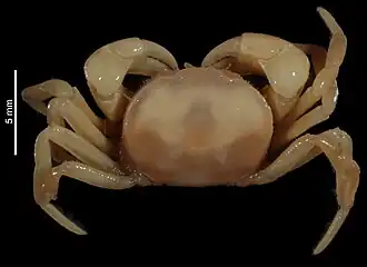 Australocarcinus kanaka