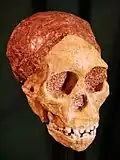 Australopithecus africanus
