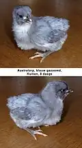 Australorp,kuiken, blauw gezoomd, 8 dagen